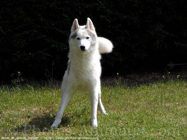 Photo de Husky siberien