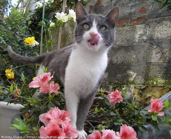 Photo de Chat domestique