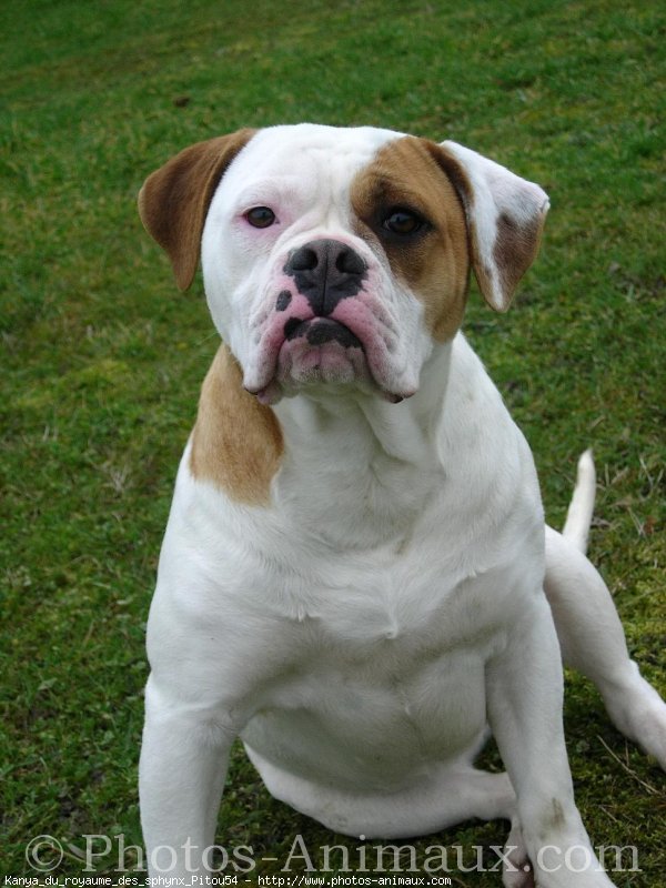 Photo de Bulldog americain