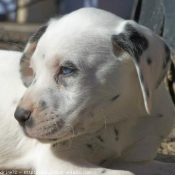 Photo de Dalmatien