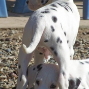 Photo de Dalmatien