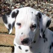 Photo de Dalmatien