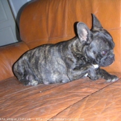 Photo de Bouledogue franais