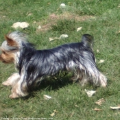 Photo de Yorkshire terrier