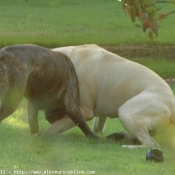 Photo de Bullmastiff