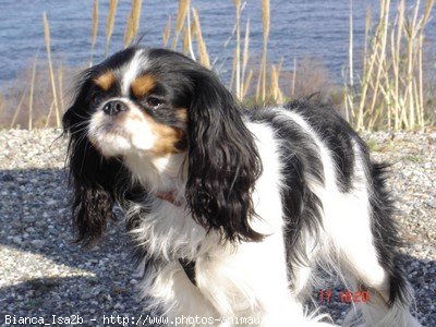 Photo de Cavalier king charles spaniel