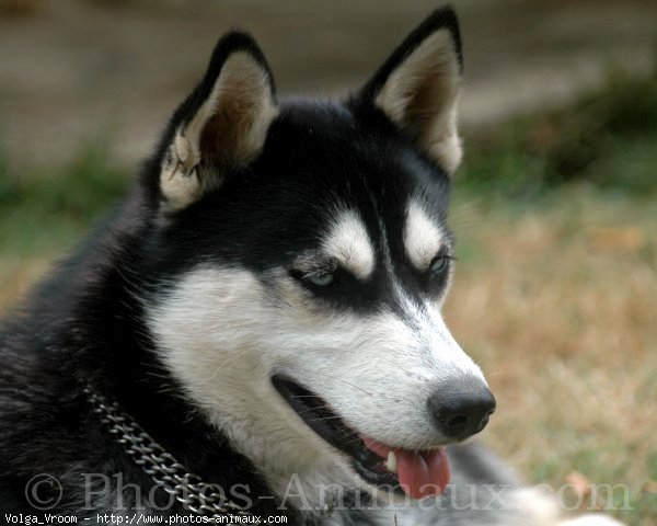 Photo de Husky siberien