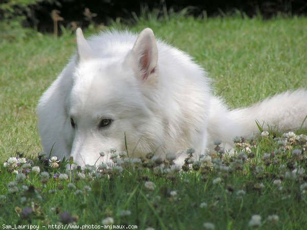 Photo de Berger blanc suisse