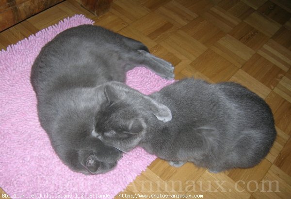 Photo de Chartreux