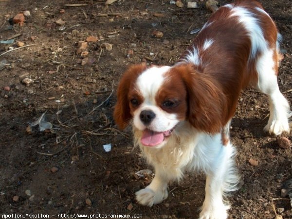 Photo de Cavalier king charles spaniel