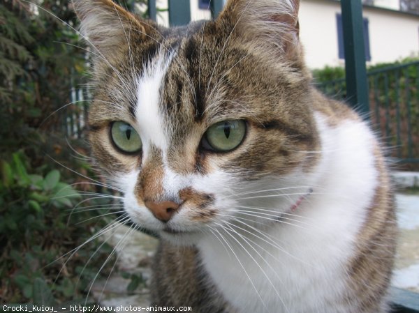 Photo de Chat domestique