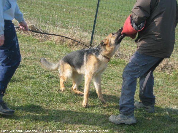 Photo de Berger allemand  poil court