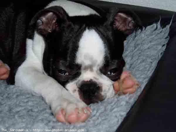 Photo de Boston terrier