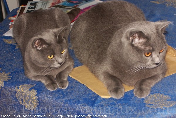 Photo de Chartreux