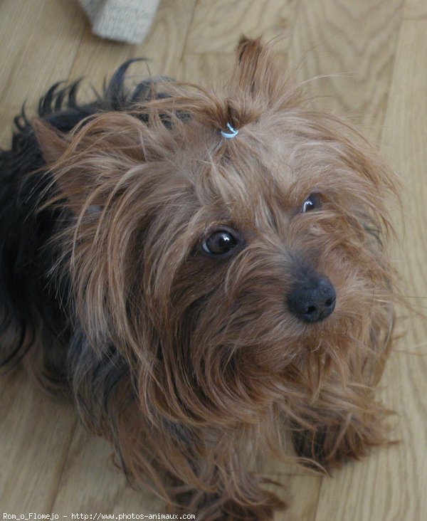 Photo de Yorkshire terrier