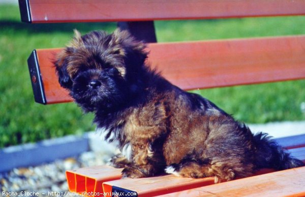 Photo de Lhassa apso