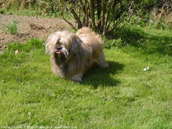 Photo de Lhassa apso