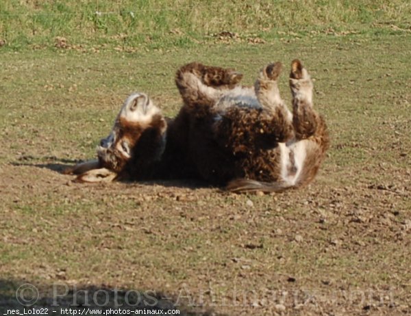 Photo de Races diffrentes