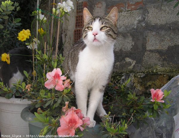 Photo de Chat domestique