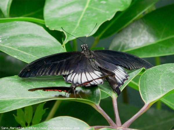 Photo de Papillon