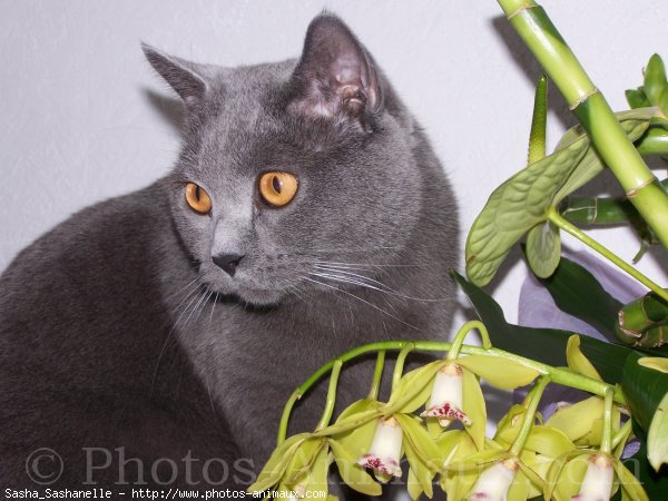 Photo de Chartreux