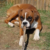 Photo de Boxer