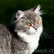 Photo de British longhair