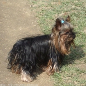 Photo de Yorkshire terrier