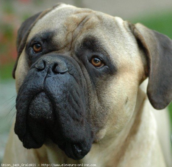 Photo de Bullmastiff