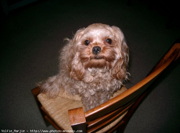 Photo de Cavalier king charles spaniel