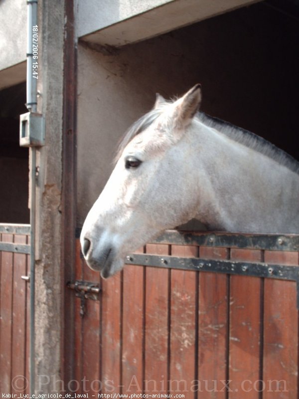 Photo de Poney franais de selle