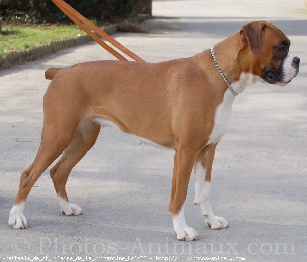 Photo de Boxer