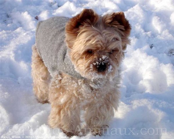 Photo de Yorkshire terrier