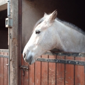 Photo de Poney franais de selle