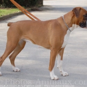 Photo de Boxer