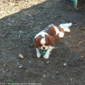 Photo de Cavalier king charles spaniel