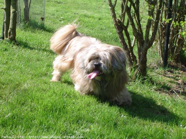 Photo de Lhassa apso