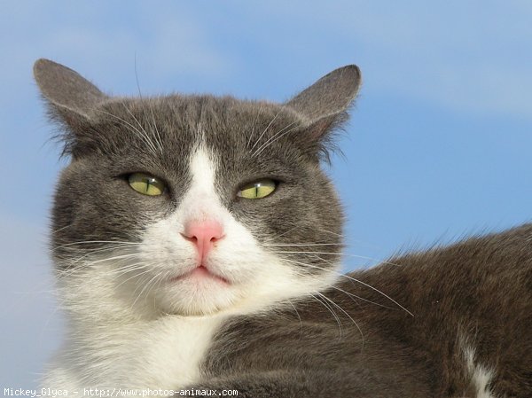 Photo de Chat domestique