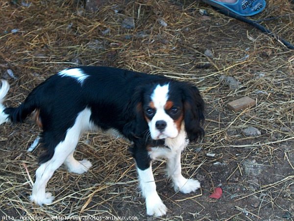 Photo de Cavalier king charles spaniel