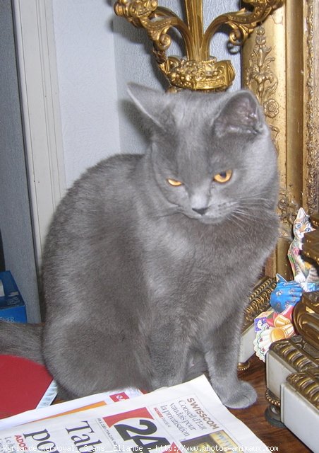 Photo de Chartreux