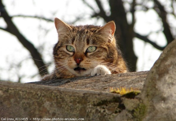 Photo de Chat domestique