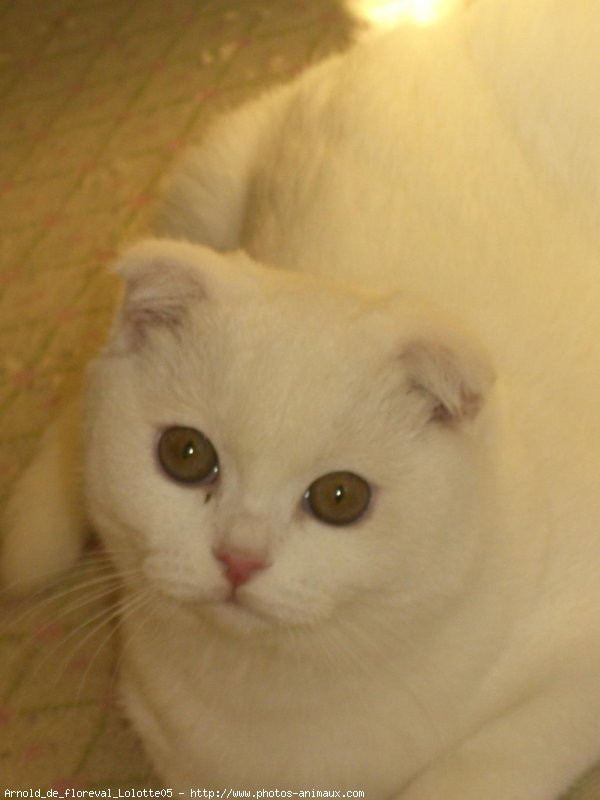 Photo de Scottish fold