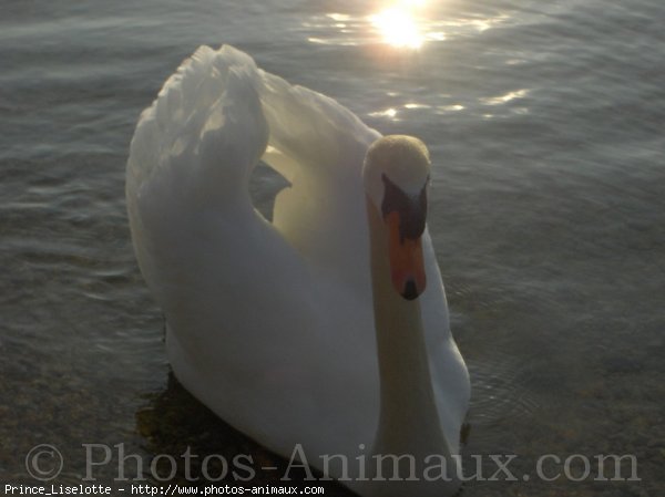 Photo de Cygne