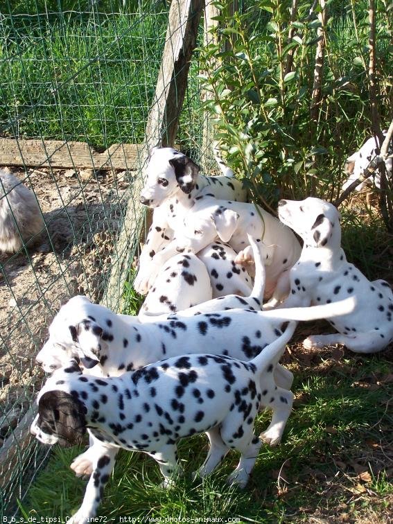 Photo de Dalmatien