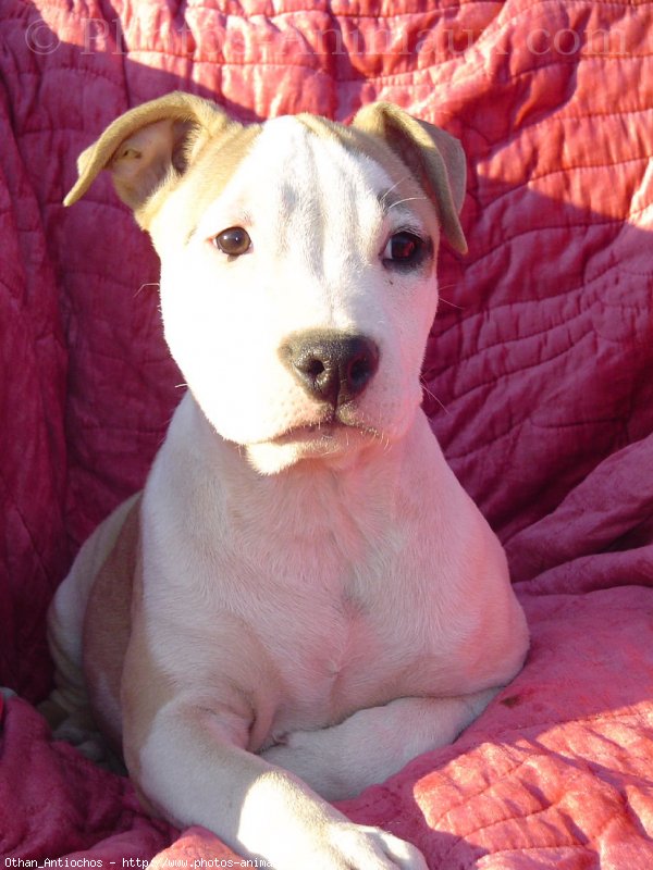 Photo d'American staffordshire terrier