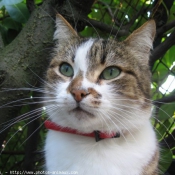 Photo de Chat domestique