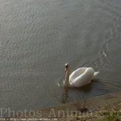 Photo de Cygne