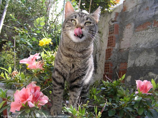 Photo de Chat domestique