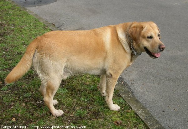 Photo de Labrador retriever