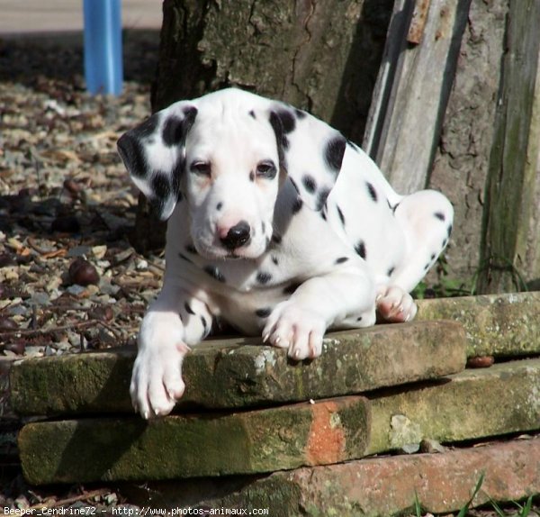 Photo de Dalmatien